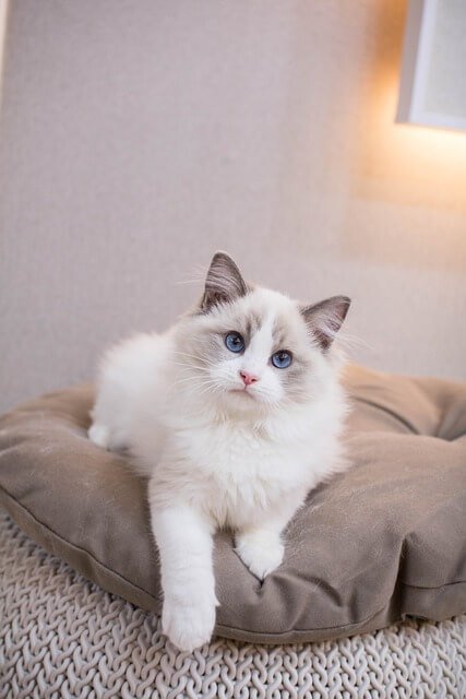 Ragdoll Cat Care tips