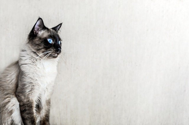Is a Persian Ragdoll Mix Suitable for Families?