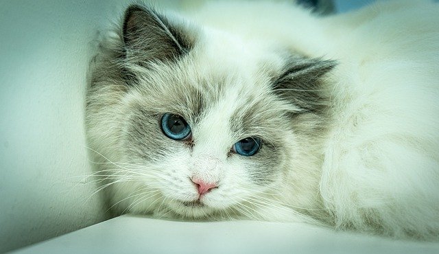 Persian Cat vs. Ragdoll Cat