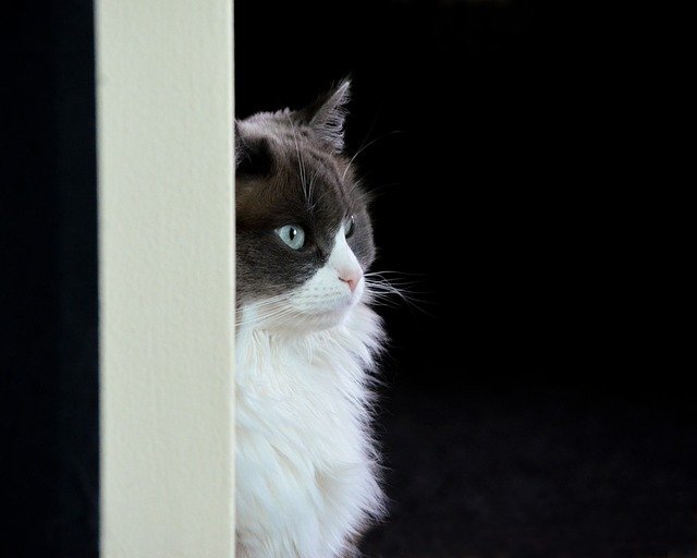 Ragdoll Cat Black and White