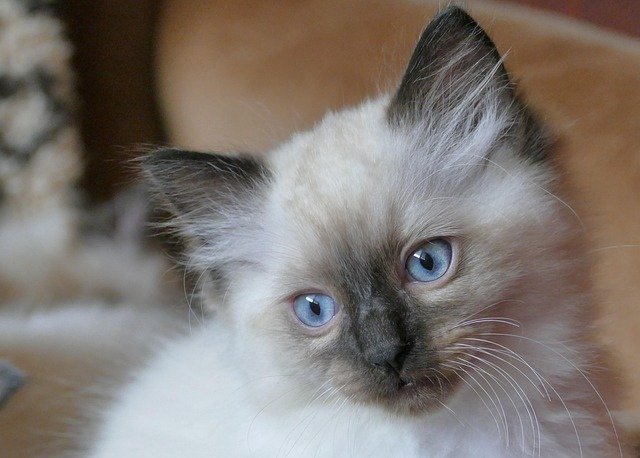 Ragdoll Cat Lilac Distinctive features