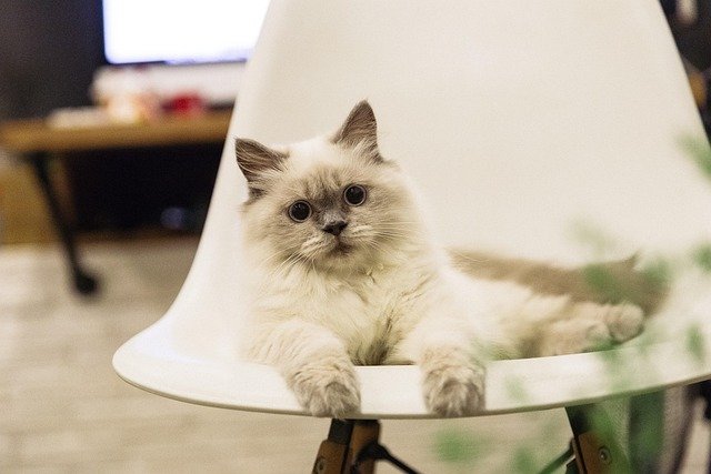 Genetics of Lilac Ragdoll Coat Color