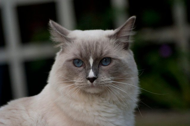 Personality and Temperament Of Lilac Cat