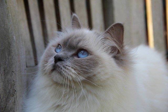 Health Considerations To Lilac Ragdoll: Common Health Issues and Care