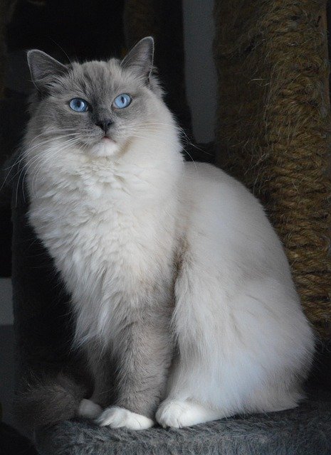 Ragdoll Cat Lilac Point