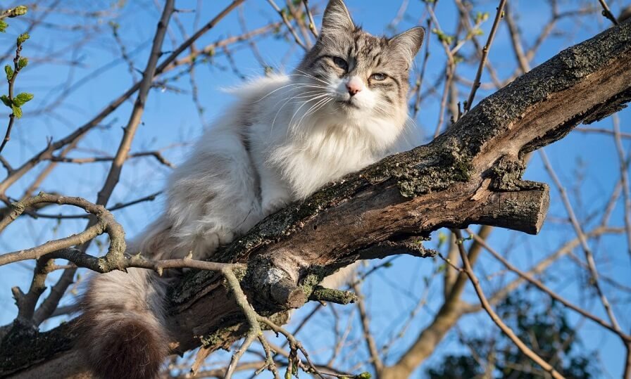 How Ragdoll Cats Adapt to UK Homes and Climate