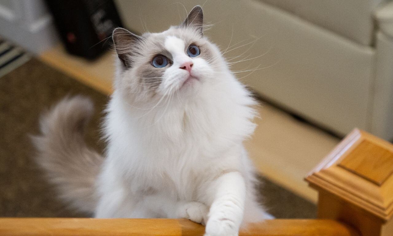 How Does a Siamese Ragdoll Mix Behave?