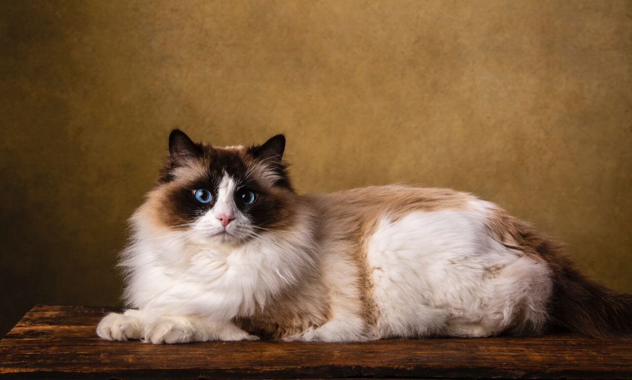 Do Male Ragdolls Have a Different Personality?