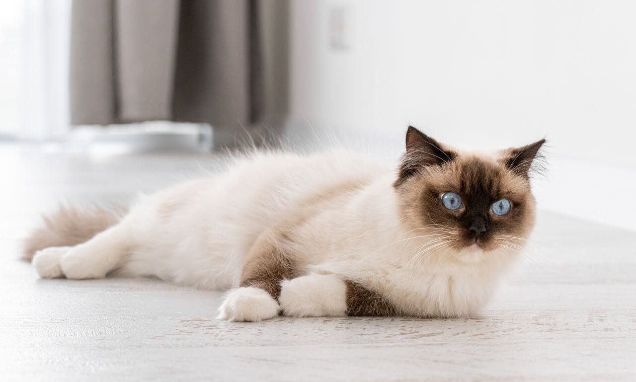 Are Ragdoll Cats Playful or Laid-Back?