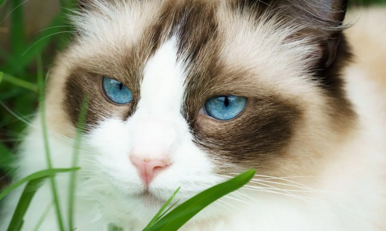 Defining the Blue Bicolor Pattern