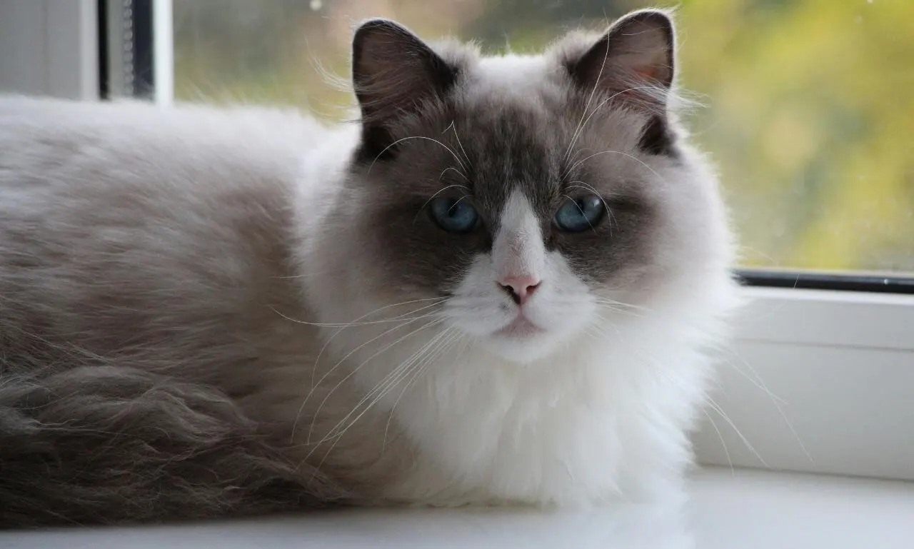 Personality and Temperament of blue ragdoll