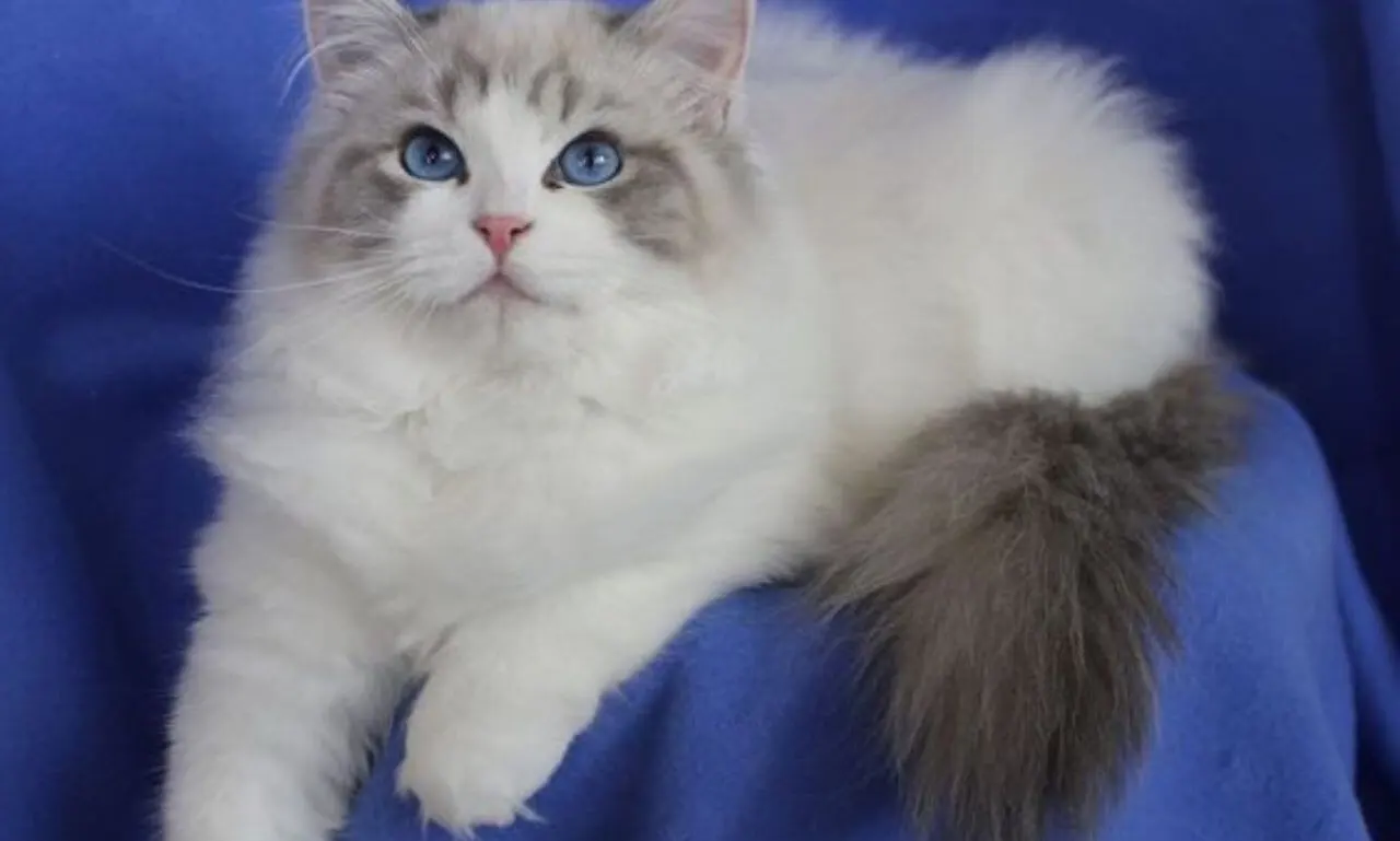 Blue Bicolor Ragdoll Kitten – What to Expect?