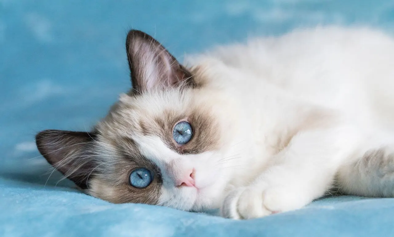 Socialization and Training Tips for Kittens