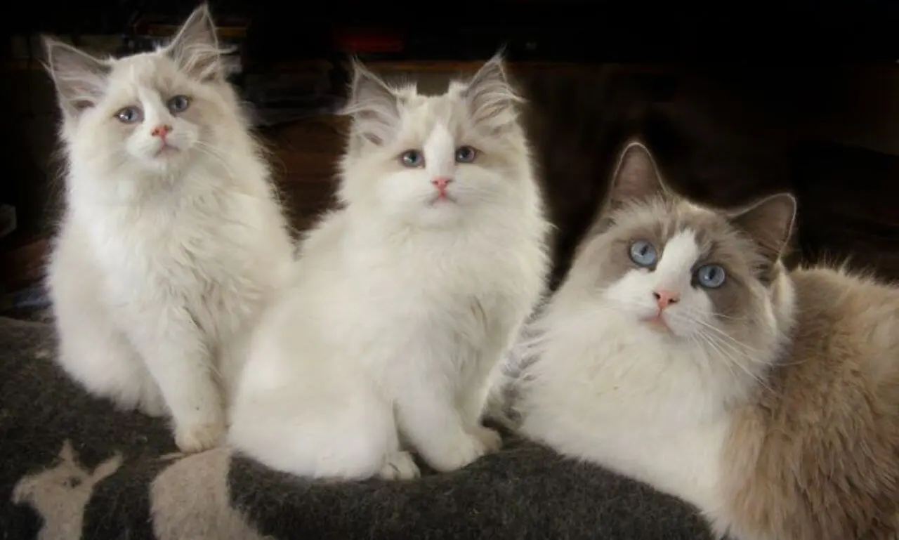 blue bicolor ragdoll cat